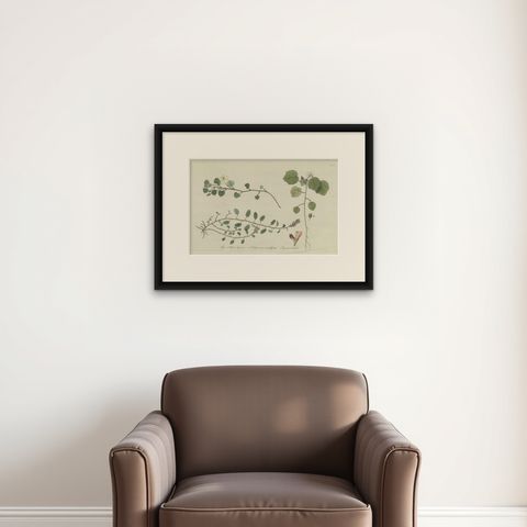 Antique Botany Print of Malvella Leprosa and other Flowering Plants, shown framed on a wall, true to size