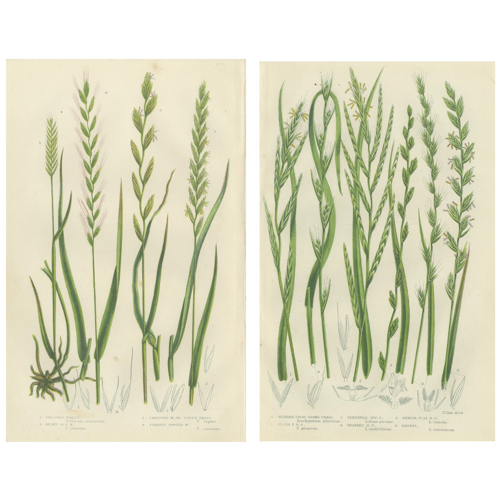 British Rushes, Pair of Victorian Botanical Engravings, 1873