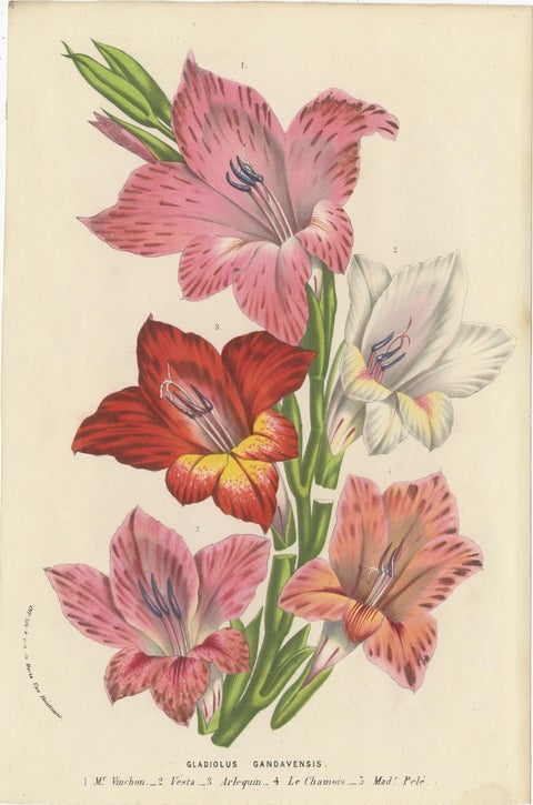 Set of 3 Antique Botany Prints, Chocolate Lily, Gladiolus, Tibouchina Elegans, view 3