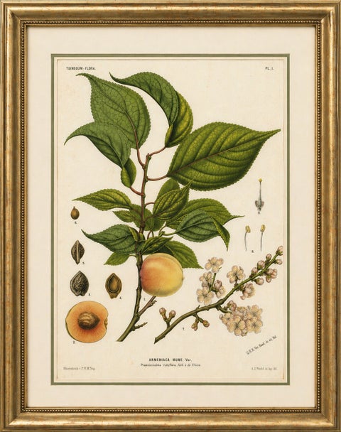Antique Botanical Lithograph, Armenian Apricot, de Vriese, 1856