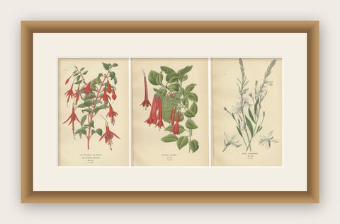 Botanical Prints: Fuchsia Globosa, Fuchsia Fulgens & Gaura Lindheimeri, 1897, shown framed