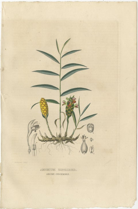 Exotic Botanicals Unveiled: The Ginger Plant in Art and Science, 1845, view 3