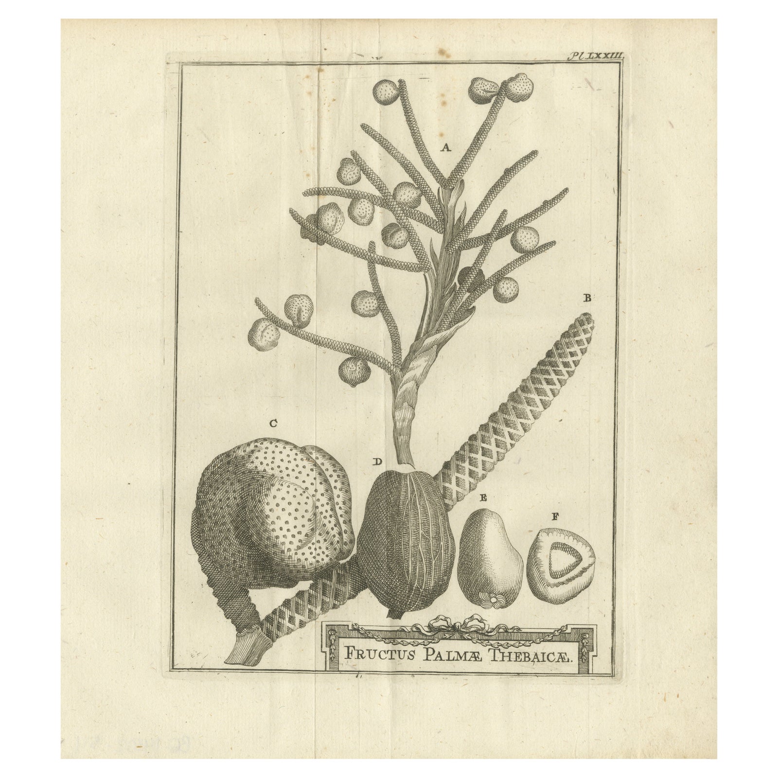 Fruits of the Theban Palm, Botanical Study of Date Palm Egypt c.1776