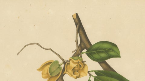 Antique Soursop Botanical Chromolithograph by Hoola van Nooten, c. 1880, close-up 2