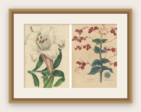 Set of 2 Antique Botany Prints, Lilium Brownii, Clerodendrum Japonicum, 1845, shown framed