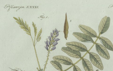 Original Antique Botanical Print of Rubber and Gum Arabic Trees by Bertuch, 1802, close-up 3