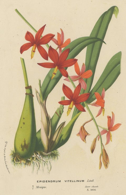 Antique Lithograph of the Prosthechea Vitellina Orchid, ca.1880, view 3