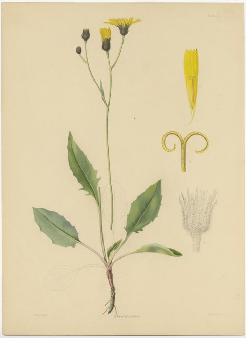 Set of 3 Antique Botany Prints H. Marshalli and Other Flowering Plants, view 3