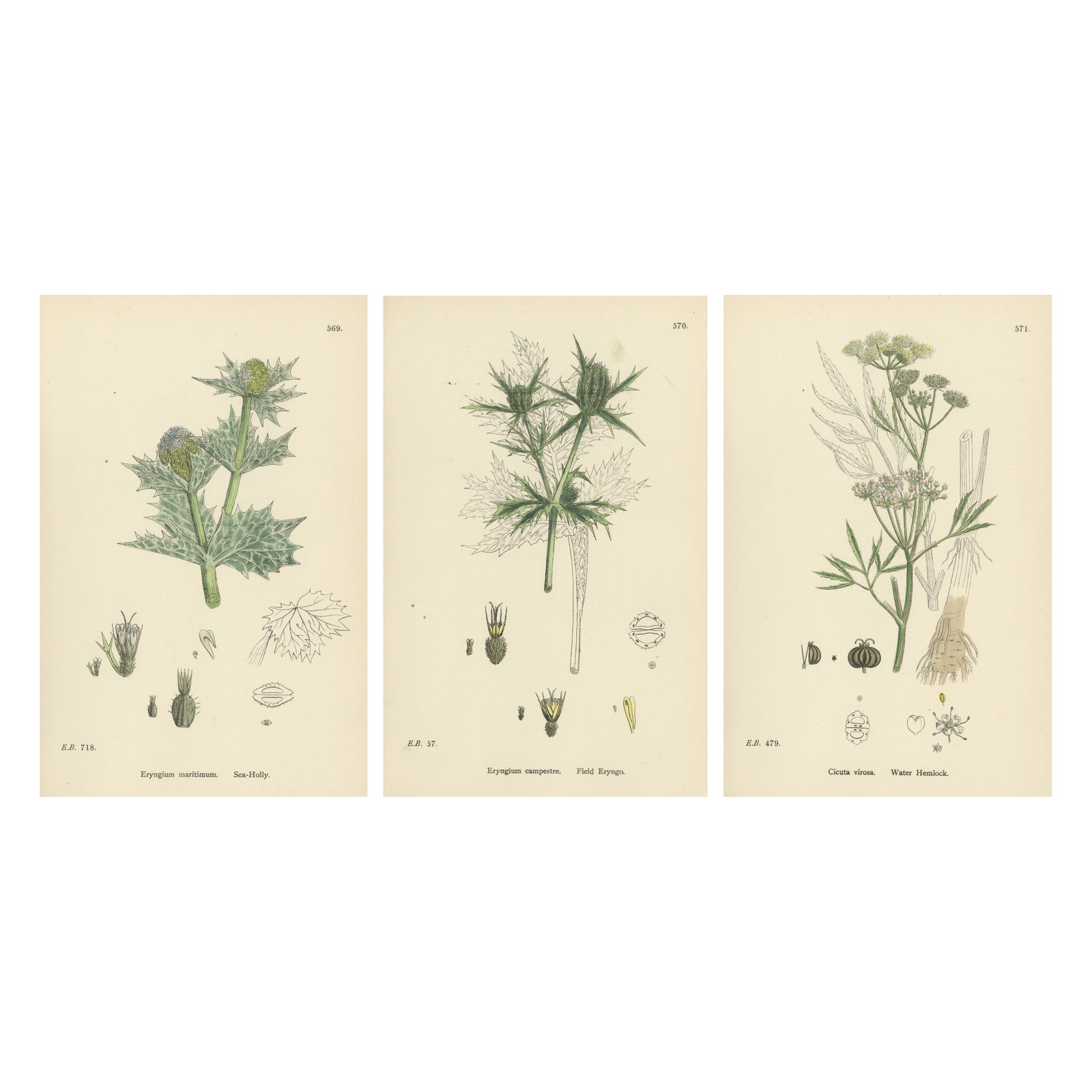Botanical Engravings of Sea-Holly, Field Eryngo, and Water Hemlock, 1902