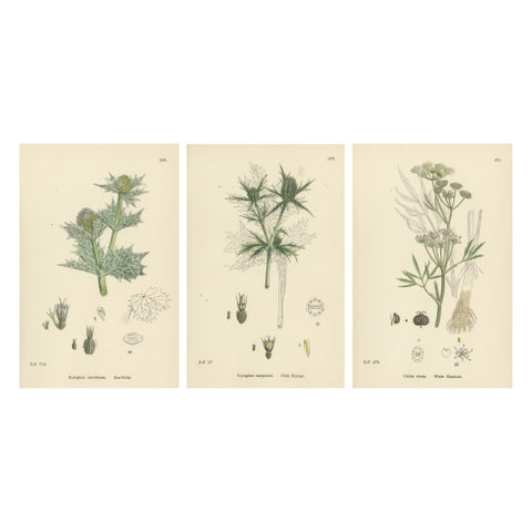 Botanical Engravings of Sea-Holly, Field Eryngo, and Water Hemlock, 1902