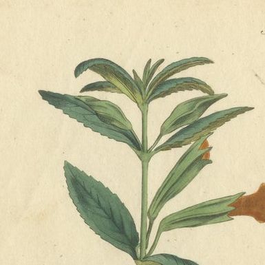Old Purple Jacob's Ladder, Golden Monkeyflower and Red Kangaroo Paw Prints, 1797, close-up 1