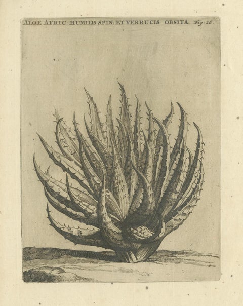 Aloe Afric Humilis Botanical Engraving from Caspar Commelin’s Work, 1706, close-up 4