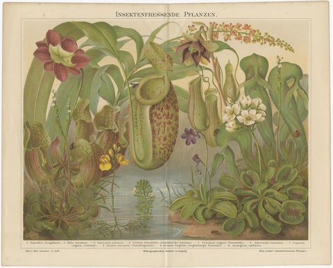 Original Antique Lithograph of Various Carnivorous Plants, circa 1890, view 2