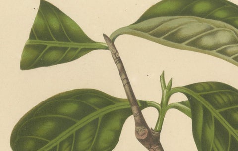Antique Wax Apple Fruit Botanical Chromolithograph by Hoola van Nooten, c. 1880, close-up 2
