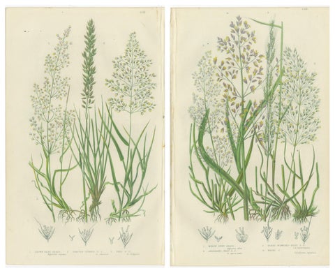 Moonwort and Adder’s Tongue Ferns Antique Botanical Prints, 1873, view 4