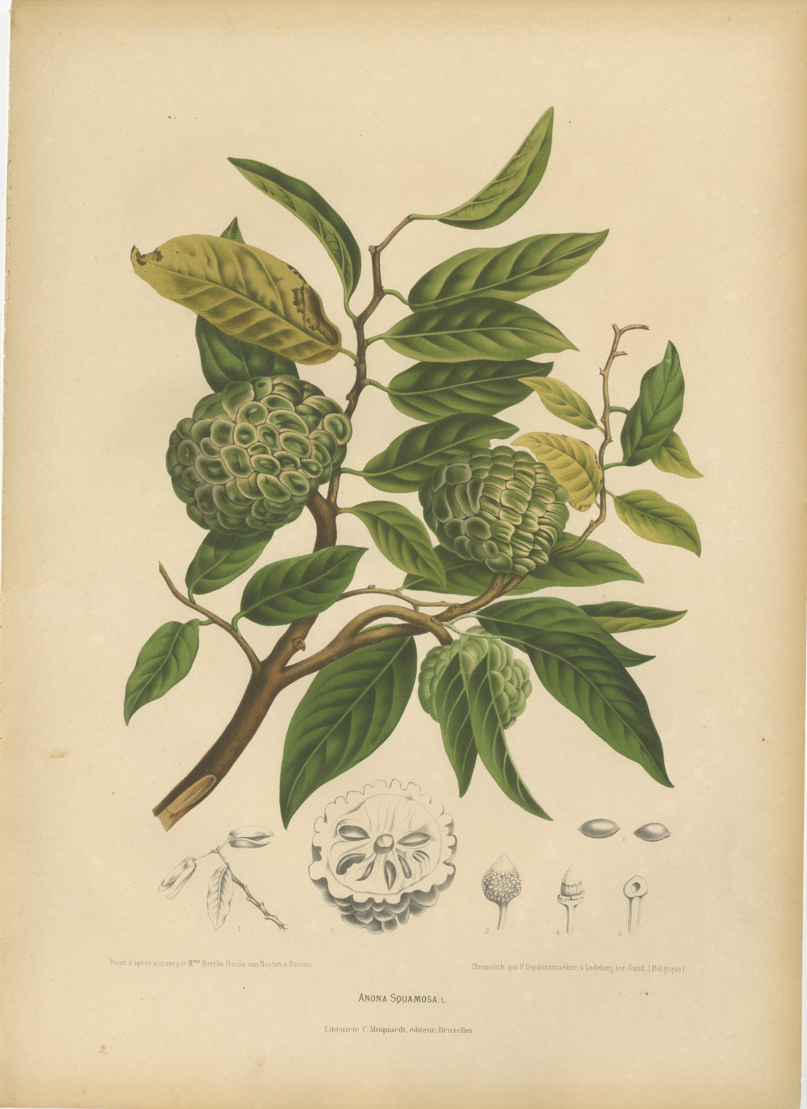 Antique Sugar Apple Botanical Chromolithograph by Hoola van Nooten, c. 1880