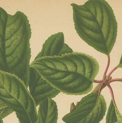 Antique Print of the Goldendrop Plum by G. Severeyns, 1876, close-up 1