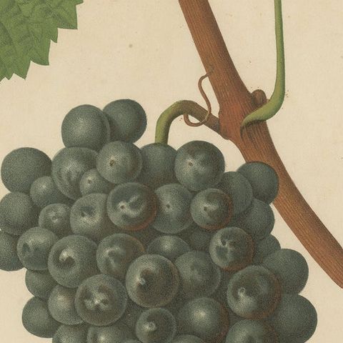 Rare Original Antique Lithograph of the Terret Noir Grape Variety, 1890, close-up 2