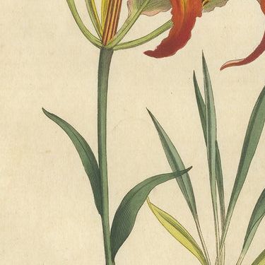 Three Botany Prints Full Color Original Engravings, 1794, close-up 2