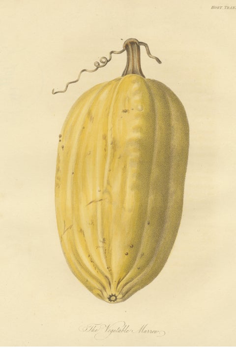 Antique Print of the Vegetable Marrow, view 3