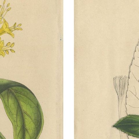 Set of 2 Antique Botany Prints, Aegiphila, Malacophylla by Van Houtte '1848', close-up 1