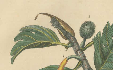 Artocarpus incisa (Breadfruit Tree), Hand-Colored Botanical Engraving, ca. 1825, close-up 3