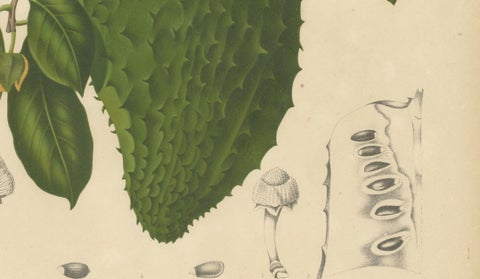 Antique Soursop Botanical Chromolithograph by Hoola van Nooten, c. 1880, close-up 5