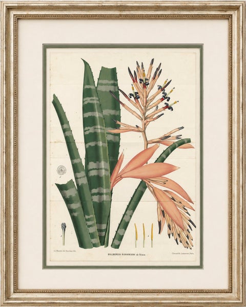 Antique Botanical Lithograph, Rohan’s Billbergia, de Vriese, 1856