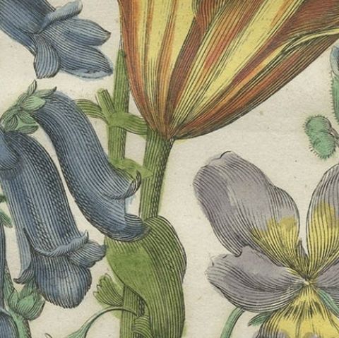 Old Botany Print of the Orange Lily & Digitalis Ferruginea Angustifolia, 1794, close-up 2