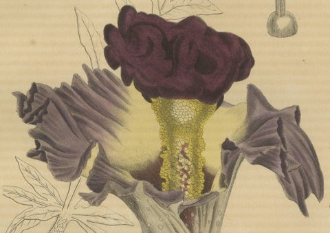 Velvet Majesty: The Bell-Shaped Arum, A Vintage Portrait of Botanical Splendor, close-up 1