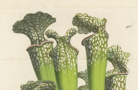 Drummond's Pitcher Plant: Hand-Colored Lithograph by Louis van Houtte, 1855, close-up 2