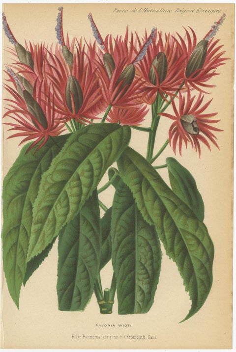 Set of 2 Antique Botany Prints, Hibiscus Rosa-Sinensis, Pavonia 'circa 1890', view 3