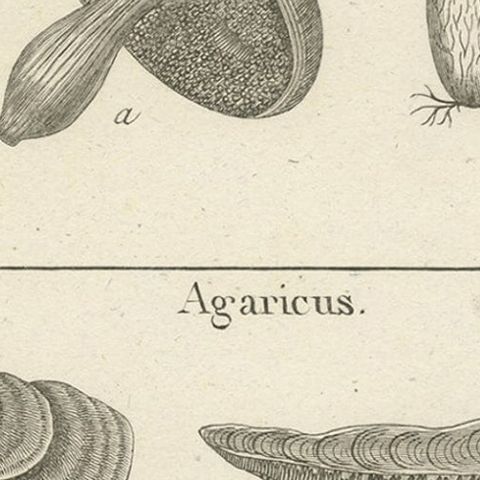 Decorative Antique Engraving of Suillus and Agaricus Mushrooms, c.1800, close-up 3