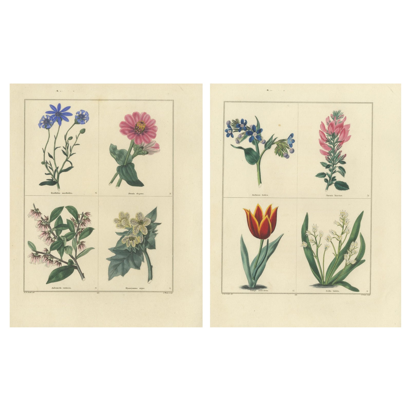 Beautiful Pair of Vintage Botanical Flower Prints, incl a Flame Tulip, 1828