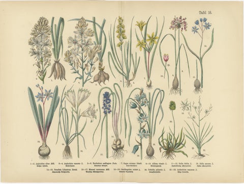 Antique German Botanical Atlas Plates, Tafel 15 to 16, Bulb Flowers, 1885, view 3