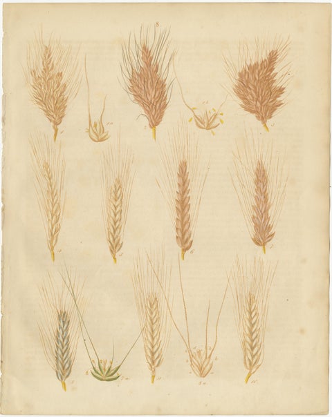 Antique Wheat and Barley Botanical Plates, Agricultural Crops, Calwer 1852, view 4