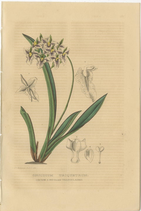 Orchid & Cotton Elegance: A Botanical Legacy in Bloom, Old Engravings of 1845, view 2