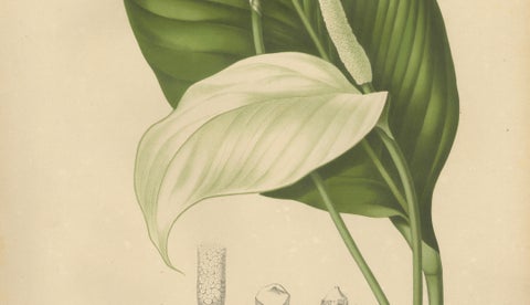 Original Antique Peace Lily Botanical Chromolithograph by Hoola van Nooten, 1880, close-up 3