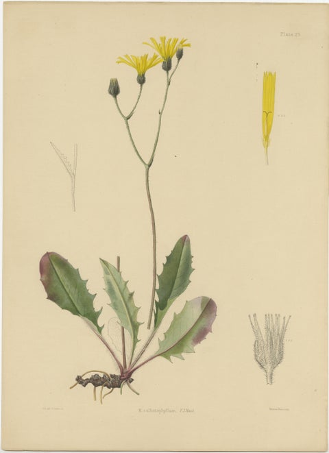 Set of 3 Antique Botany Prints H. Marshalli and Other Flowering Plants, view 4