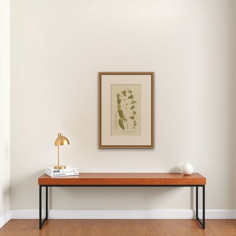 Antique Botany Print of a Trichosanthes Species by Von Jacquin, circa 1781, shown framed on a wall, true to size