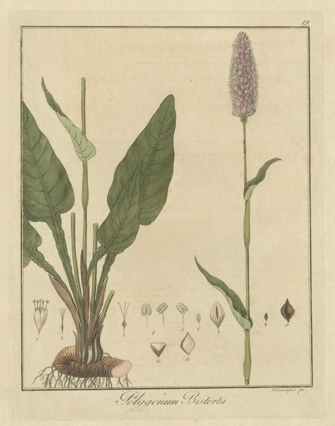 Detailed Engraved Botanical Study of Persicaria Bistorta or Common Bistort, 1822, close-up 1