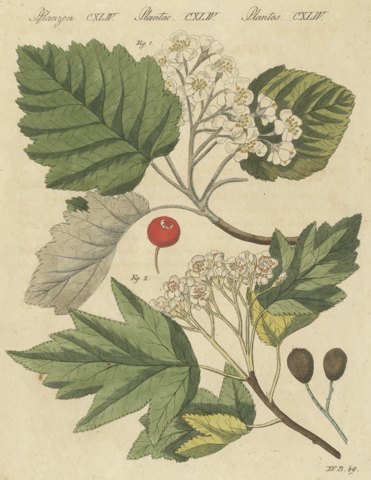 Whitebeam and Wild Service Tree in Blossom, Antique Bertuch Print, circa 1815