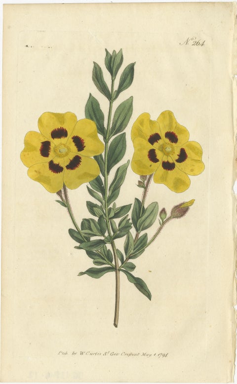 Set of 3 Antique Botany Prints, Common Cytisus, Borbonia, Cistus, view 4