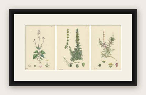 Botanical Engravings of Enchanter’s Nightshade and Water-Milfoil Species, 1902, shown framed