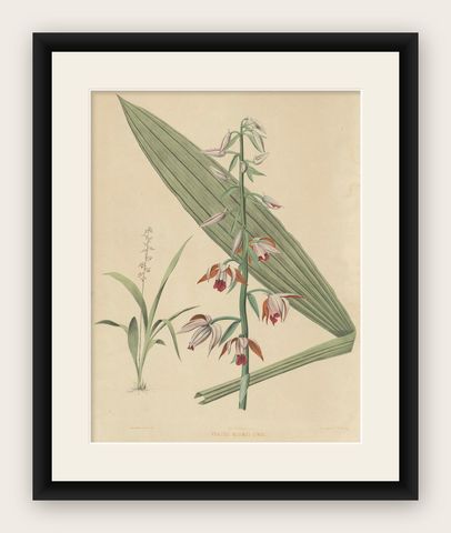 Large Masterpiece of Botanical Illustration from the Dutch East Indies, 1854, shown framed