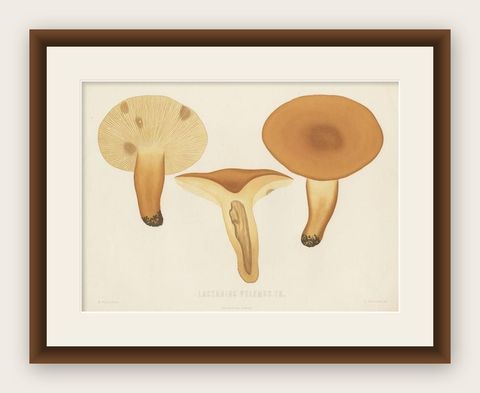 Antique Mycology Print of the Lactifluus Volemus by Fries, c.1860, shown framed