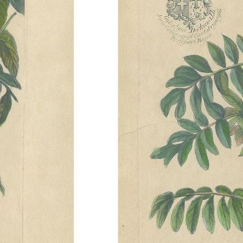 Set, Cassia Barbadensis & Marilandica, Botanical Prints by John Martyn c.1728, close-up 2