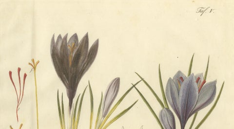 Antique Saffron Botanical Engraving, Crocus Sativus, Hand Colored, c.1831, close-up 2