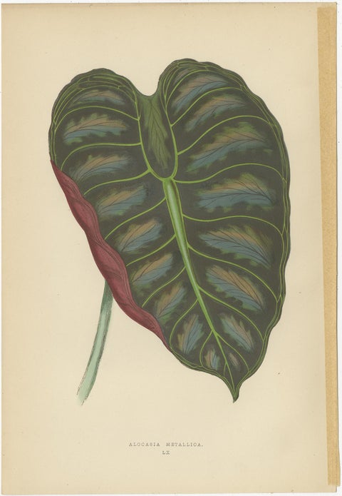 Set of 6 Botany Prints, Alocasia Metallica, Echites Nutans (1891), view 7