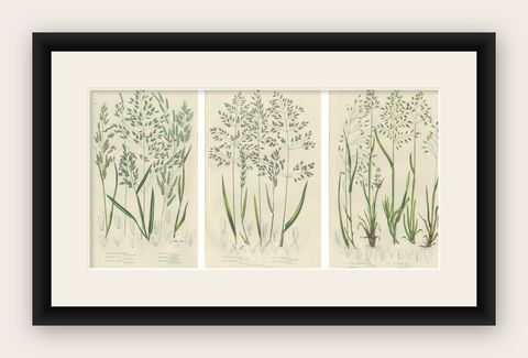 Horsetail Plants, Trio of Victorian Botanical Prints, 1873, shown framed
